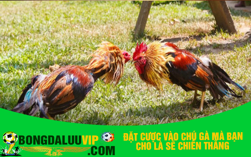 Hướng dẫn chơi đá gà Odin trực tuyến