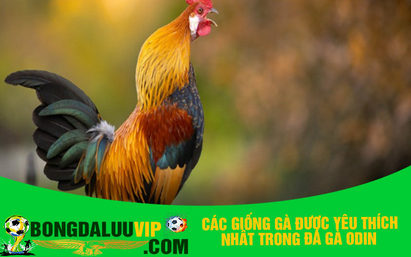 Các giống gà được yêu thích nhất trong đá gà Odin