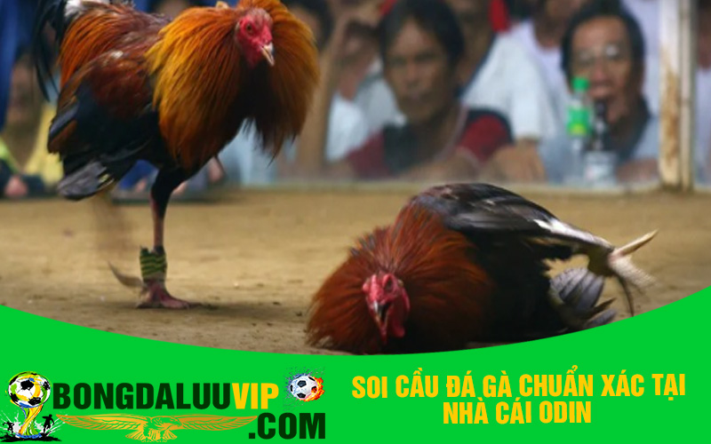 Soi cầu đá gà chuẩn xác tại nhà cái Odin