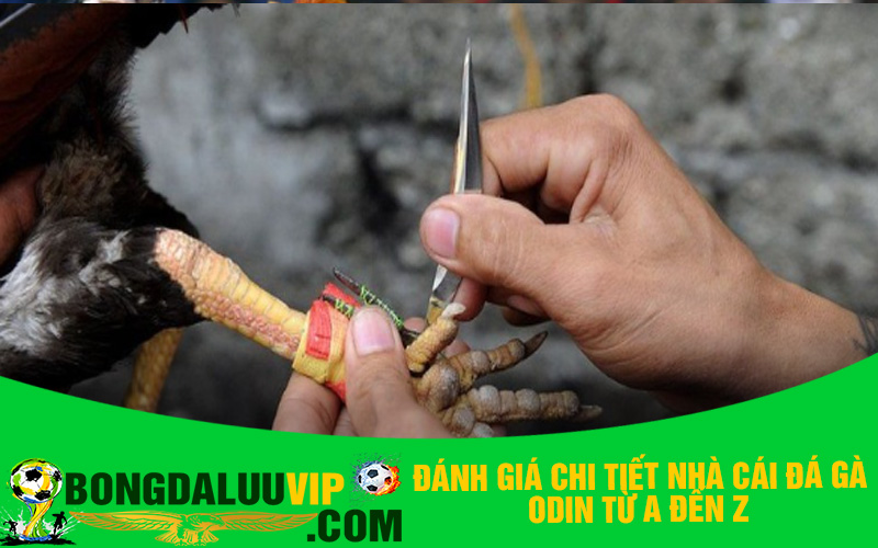 Đánh giá chi tiết nhà cái đá gà Odin từ A đến Z